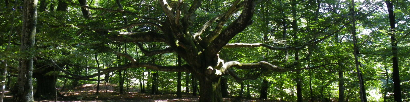 https://aubraie.org/wp-content/uploads/2022/12/cropped-IMGP0116-scaled-1.jpg